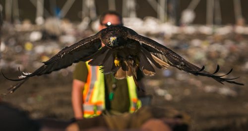 Fiat, a red-tailed hawk, flies between bird control officers at the Brady Landfill. The birds of prey are used to scare away gulls from feeding on garbage. Since the program started five years ago the gull population surrounding the machinery compacting garbage has reduced from over 10,000 to a few hundred on average.  Brady landfill birds of prey 49.8 140707 - Monday, July 07, 2014 - (Melissa Tait / Winnipeg Free Press)