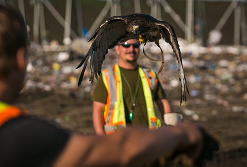 Fiat, a red-tailed hawk, flies between bird control officers at the Brady Landfill. The birds of prey are used to scare away gulls from feeding on garbage. Since the program started five years ago the gull population surrounding the machinery compacting garbage has reduced from over 10,000 to a few hundred on average..    brady landfill birds of prey 49.8 140707 - Monday, July 07, 2014 - (Melissa Tait / Winnipeg Free Press)