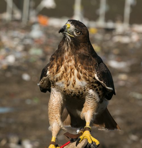 Fiat, a red-tailed hawk, cocks her head at a piece of food at the Brady Landfill. Birds of prey are used to scare away gulls from feeding on garbage. Since the program started five years ago the gull population surrounding the machinery compacting garbage has reduced from over 10,000 to a few hundred on average.  brady landfill birds of prey 49.8 140707 - Monday, July 07, 2014 - (Melissa Tait / Winnipeg Free Press)