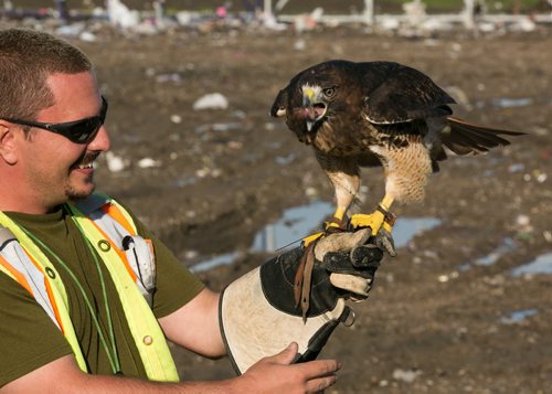 Bird control officer Darryl Klippenstein laughs as Fiat, a red-tailed hawk, eats quail meat after a flight at the Brady Landfill. Birds of prey are used to scare away gulls from feeding on garbage. Since the program started five years ago the gull population surrounding the machinery compacting garbage has reduced from over 10,000 to a few hundred on average.   brady landfill birds of prey 49.8 140707 - Monday, July 07, 2014 - (Melissa Tait / Winnipeg Free Press)