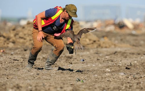 Bird control officer Jordan Janisse picks ups falcon Spitfire after a flight at the Brady Landfill as gulls scatter in the distance. Birds of prey are used to scare away gulls from feeding on garbage. Since the program started five years ago the gull population surrounding the machinery compacting garbage has reduced from over 10,000 to a few hundred on average.  brady landfill birds of prey 49.8 140707 - Monday, July 07, 2014 - (Melissa Tait / Winnipeg Free Press)