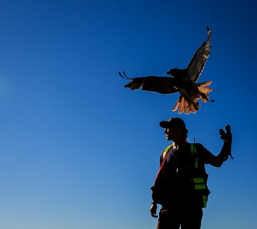 Red-tailed hawk Fiat launches from the arm of bird control officer Jordan Janisse at Brady Landfill. Birds of prey are used to scare away gulls from feeding on garbage. Since the program started five years ago the gull population surrounding the machinery compacting garbage has reduced from over 10,000 to a few hundred on average.   brady landfill birds of prey 49.8 140707 - Monday, July 07, 2014 - (Melissa Tait / Winnipeg Free Press)