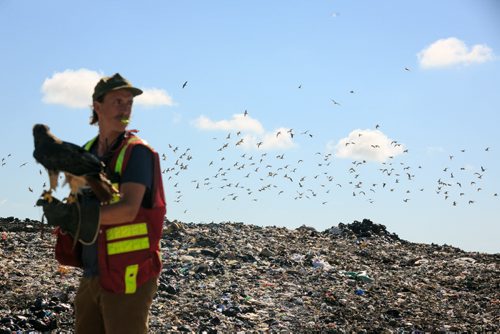 Bird control officer Jordan Janisse carries Red-tailed hawk Fiat at the Brady Landfill as gulls scatter in the distance. Birds of prey are used to scare away gulls from feeding on garbage. Since the program started five years ago the gull population surrounding the machinery compacting garbage has reduced from over 10,000 to a few hundred on average.  brady landfill birds of prey 49.8 140707 - Monday, July 07, 2014 - (Melissa Tait / Winnipeg Free Press)