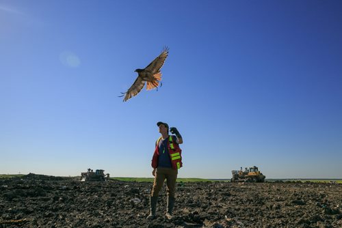 Red-tailed hawk Fiat launches from the arm of bird control officer Jordan Janisse at Brady Landfill. Birds of prey are used to scare away gulls from feeding on garbage. Since the program started five years ago the gull population surrounding the machinery compacting garbage has reduced from over 10,000 to a few hundred on average.  brady landfill birds of prey 49.8 140707 - Monday, July 07, 2014 - (Melissa Tait / Winnipeg Free Press)