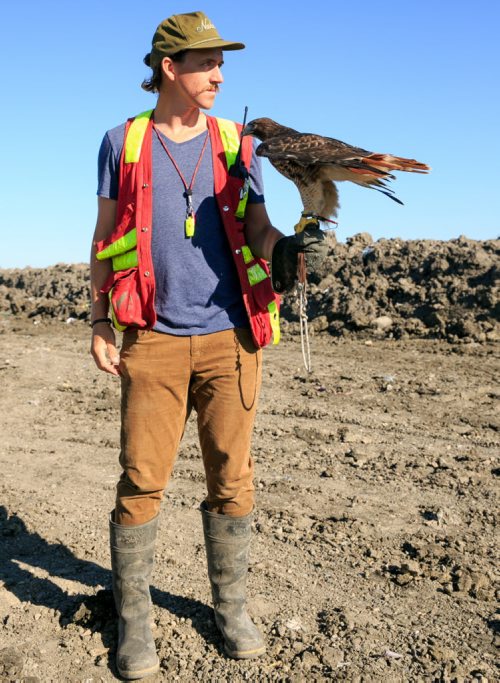 Bird control officer Jordan Janisse carries falcon Spitfire at the Brady Landfill. Birds of prey are used to scare away gulls from feeding on garbage. Since the program started five years ago the gull population surrounding the machinery compacting garbage has reduced from over 10,000 to a few hundred on average.  brady landfill birds of prey 49.8 140707 - Monday, July 07, 2014 - (Melissa Tait / Winnipeg Free Press)