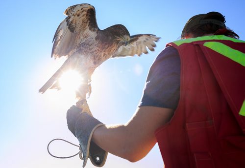 Red-tailed hawk Fiat lands on the arm of bird control officer Jordan Janisse after a flight at the Brady Landfill. Bird control officer Jordan Janisse carries falcon Spitfire at the Brady Landfill. Birds of prey are used to scare away gulls from feeding on garbage. Since the program started five years ago the gull population surrounding the machinery compacting garbage has reduced from over 10,000 to a few hundred on average.    brady landfill birds of prey 49.8 140707 - Monday, July 07, 2014 - (Melissa Tait / Winnipeg Free Press)