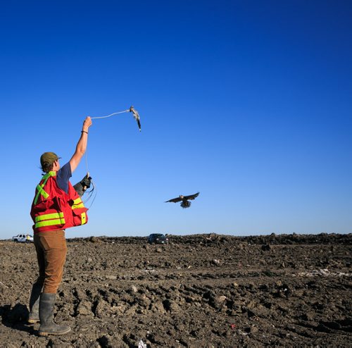 Bird control officers Jordan Janisse throws a lure for the falcon Spitfire during a flight at the Brady Landfill. Bird control officer Jordan Janisse carries falcon Spitfire at the Brady Landfill. Birds of prey are used to scare away gulls from feeding on garbage. Since the program started five years ago the gull population surrounding the machinery compacting garbage has reduced from over 10,000 to a few hundred on average.  brady landfill birds of prey 49.8 140707 - Monday, July 07, 2014 - (Melissa Tait / Winnipeg Free Press)