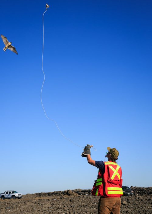 Bird control officers Jordan Janisse throws a lure for the falcon Spitfire during a flight at the Brady Landfill. Bird control officer Jordan Janisse carries falcon Spitfire at the Brady Landfill. Birds of prey are used to scare away gulls from feeding on garbage. Since the program started five years ago the gull population surrounding the machinery compacting garbage has reduced from over 10,000 to a few hundred on average.  brady landfill birds of prey 49.8 140707 - Monday, July 07, 2014 - (Melissa Tait / Winnipeg Free Press)