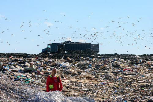 Bird control officer Roger Rouire stands at the face of a garbage pile at Brady Landfill as a few hundred gulls begin to scatter.   brady landfill birds of prey 49.8 140707 - Monday, July 07, 2014 - (Melissa Tait / Winnipeg Free Press)