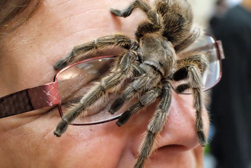 Kimberley-Anne Johnson gets eye-to-eye with one of her tarantulas at the Manitoba Reptile Breeder's Expo being held at the Victoria Inn Sunday.  140713 July 13, 2014 Mike Deal / Winnipeg Free Press