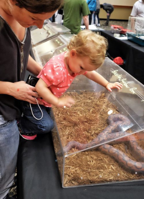 Faith Waltham, 1, expresses her delight over the Brazilian Rainbow Boa with her mom Crystal Ringach during the Manitoba Reptile Breeder's Expo at the Victoria Inn Sunday morning. 140713 July 13, 2014 Mike Deal / Winnipeg Free Press