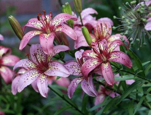 Stdup . Rain and Sun has Winnipeg in blooming with these  pink lilies  in a garden on Wolseley Ave .The pink  lily represent wealth and prosperity .   July 14 2014 / KEN GIGLIOTTI / WINNIPEG FREE PRESS