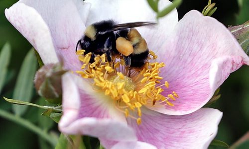 Stdup / file.  Busy Bee , pollinating a wildflower  along Omand's Creek July 15 2014 / KEN GIGLIOTTI / WINNIPEG FREE PRESS