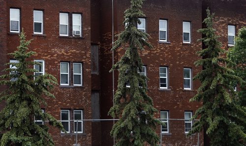 PICTURE PAGE  - Winnipeg's Urban Forest . Copy Caption  . It rises where it couldn't  ,falls where it shouldn't  , still standing , squeezed in ,half  submerged  ,   classic  like greek pillar , pruned and snipped , surviving in every way possible  alway threatening overgrown and wild  , too a magnificent and  terrifying  even at it's  crashing end . July 8 2014 / KEN GIGLIOTTI / WINNIPEG FREE PRESS