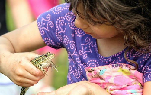 Willow Repko, 4, takes a close look at a frog she caught at the Assiniboine Park Duck Pond Thursday morning.   140717 July 17, 2014 Mike Deal / Winnipeg Free Press