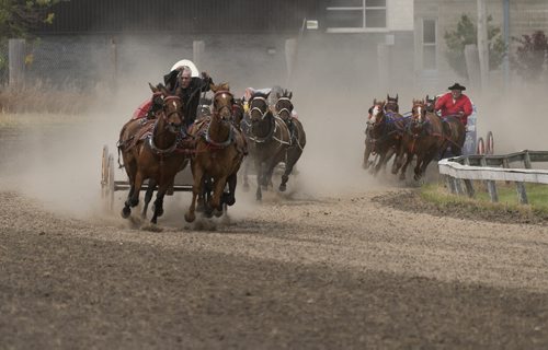 The pony chuck wagon racers come in to finish at the Morris Stampede on Thursday. Sarah Taylor / Winnipeg Free Press July 17, 2014
