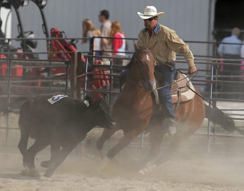 A participant in the Manitoba Team Penning Competition, at the Morris Stampede in Morris, Manitoba, Saturday, July 19, 2014. (TREVOR HAGAN/WINNIPEG FREE PRESS)
