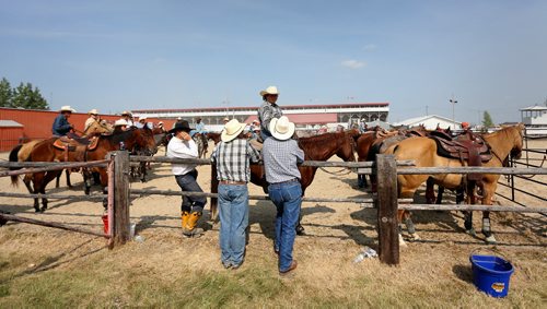 Participants wait for their turn during the Manitoba Team Penning Competition, at the Morris Stampede in Morris, Manitoba, Saturday, July 19, 2014. (TREVOR HAGAN/WINNIPEG FREE PRESS)