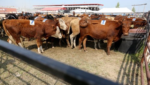 Numbered cattle in a pen during the Manitoba Team Penning Competition, at the Morris Stampede in Morris, Manitoba, Saturday, July 19, 2014. (TREVOR HAGAN/WINNIPEG FREE PRESS)