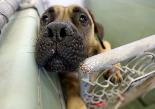 Vin Diesel, a mastiff available from Winnipeg Animal Services, Sunday, July 20, 2014. (TREVOR HAGAN/WINNIPEG FREE PRESS)