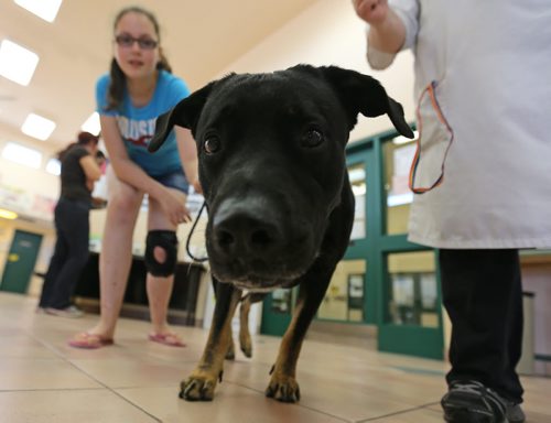 Allie Lapointe, 13, and along with Midas, her new dog from Winnipeg Animal Services, Sunday, July 20, 2014. (TREVOR HAGAN/WINNIPEG FREE PRESS)