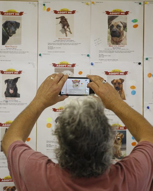 A man photographs one of the dogs available from Winnipeg Animal Services, Sunday, July 20, 2014. (TREVOR HAGAN/WINNIPEG FREE PRESS)