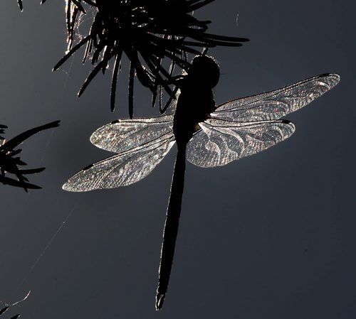 Welcome visitor- A dragonflies wings are illuminated by the sunny skies in Winnipeg Monday-Standup photo- July 21, 2014   (JOE BRYKSA / WINNIPEG FREE PRESS)