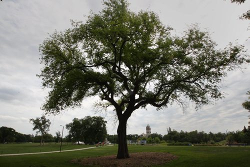 The majestic elm tree in Assiniboine Park situated on the south side of the footbridge -is one of many trees that will be cut down after being infected with Dutch elm disease -See story- July 21, 2014   (JOE BRYKSA / WINNIPEG FREE PRESS)