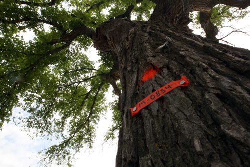 The majestic elm tree in Assiniboine Park situated on the south side of the footbridge -is one of many trees that will be cut down after being infected with Dutch elm disease -See story- July 21, 2014   (JOE BRYKSA / WINNIPEG FREE PRESS)
