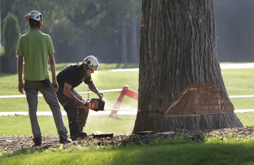 Dave Lutes with Treewise cuts down the  "Grandma Elm" in Assiniboine Park Tuesday morning. After he cut the tree down Dave recalled his close attachment to the tree, taking part in tree climbing competitions in the giant elm and playing frisbee beside it while in high school. With video.   Wayne Glowacki / Winnipeg Free Press July 22  2014