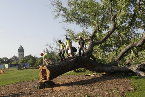 At right, Dave Lutes with Treewise along with Assiniboine Prak staff on the "Grandma Elm" he cut down in Assiniboine Park Tuesday morning. After he cut the tree down Dave recalled his close attachment to the tree, taking part in tree climbing competitions in the giant elm and playing frisbee beside it while in high school. With video.   Wayne Glowacki / Winnipeg Free Press July 22  2014