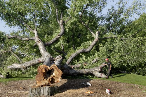 Dave Lutes with Treewise by the "Grandma Elm" he cut down in Assiniboine Park Tuesday morning. After he cut the tree down Dave recalled his close attachment to the tree, taking part in tree climbing competitions in the giant elm and playing frisbee beside it while in high school.With video.   Wayne Glowacki / Winnipeg Free Press July 22  2014