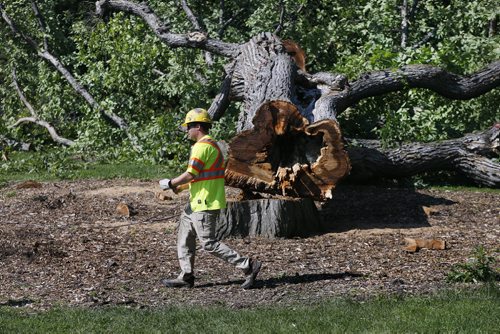 Stdup - Work crew members walks past cut down elm -STDUP .The Assiniboine Park  diseased Grandma Elm has been cut down , work continues to remove the giant tree as passersby  look on . The Dutch Elm disease is evident  as the core of the tree truck has rotted out from the base . File keywords urban forest ,    July 22 2014 / KEN GIGLIOTTI / WINNIPEG FREE PRESS