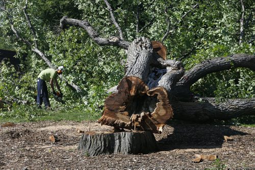 Tree Rremoval crew members  trims giant elm for removal -STDUP .The Assiniboine Park  diseased Grandma Elm has been cut down , work continues to remove the giant tree as passersby  look on . The Dutch Elm disease is evident  as the core of the tree truck has rotted out from the base . File keywords urban forest ,    July 22 2014 / KEN GIGLIOTTI / WINNIPEG FREE PRESS