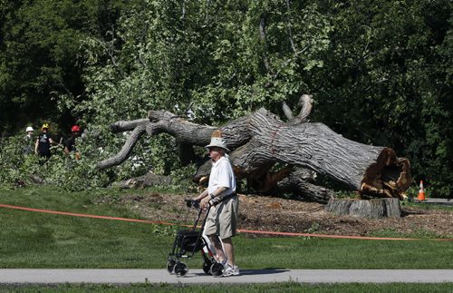 STDUP .The Assiniboine Park  diseased Grandma Elm has been cut down , work continues to remove the giant tree as passersby  look on . The Dutch Elm disease is evident  as the core of the tree truck has rotted out from the base . File keywords urban forest ,    July 22 2014 / KEN GIGLIOTTI / WINNIPEG FREE PRESS