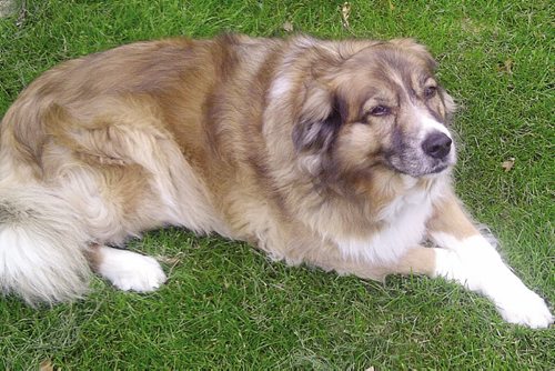 Canstar Community News Sheera, longtime companion of Jackie Watts' parents Rae and Sydney, who passed earlier this year.  (JEFF MCFARLANE/SUPPLIED/CANSTAR)