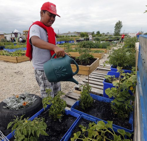 Ian Fernando waters tomatos. Emterra Group  helps  Winnipeg Harvest by sponsorship funding of $60,000 for its national Plant-to-Plate program  starting in Wpg at Harvest 2 acre plot .The program helps students learn to plant  vegetables , make healthy food choices .Old Blue Boxes  are used to as planter along with wooden raised garden boxes  are used to grow  vegetables  on Harvests back lot.  July 24 2014 / KEN GIGLIOTTI / WINNIPEG FREE PRESS