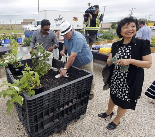 For Gordon Sinclair . Emterra Group Founder Emmie Leung (with city councillors at Harvest announcment )  helps  Winnipeg Harvest by sponsorship funding of $60,000 for its national Plant-to-Plate program  starting in Wpg at Harvest 2 acre plot .The program helps students learn to plant  vegetables , make healthy food choices .Old Blue Boxes  are used to as planter along with wooden raised garden boxes  are used to grow  vegetables  on Harvests back lot.  July 24 2014 / KEN GIGLIOTTI / WINNIPEG FREE PRESS