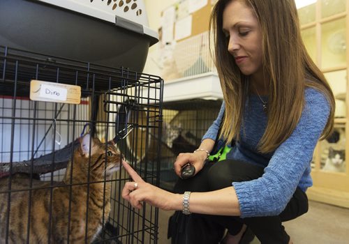 Arle Jones plays with cat Dino at Craig's Cat Shelter on Madison Street on Friday. Yesterday she donated bags of food to the shelter and has also adopted from there in the past. The shelter was running low on supplies for the cats. Sarah Taylor / Winnipeg Free Press July 25, 2014