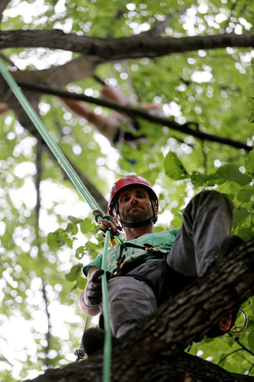 Chris Barkman, with Travel Roots, a Winnipeg adventure company that offers tree climbing excursions around the city, Saturday, July 26, 2014. (TREVOR HAGAN/WINNIPEG FREE PRESS) - for Dave Sanderson 49.8 piece.