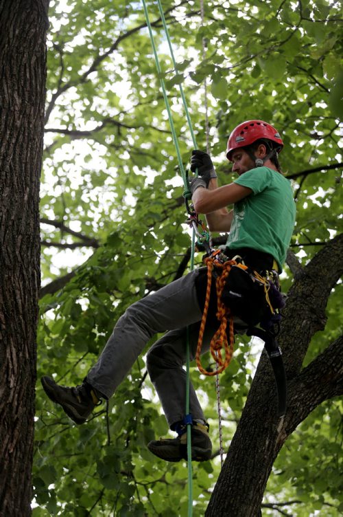 Chris Barkman, with Travel Roots, a Winnipeg adventure company that offers tree climbing excursions around the city, Saturday, July 26, 2014. (TREVOR HAGAN/WINNIPEG FREE PRESS) - for Dave Sanderson 49.8 piece.