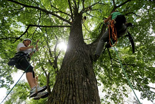 Chris Barkman, right, and Lori Fast, left, in tree, with Travel Roots, a Winnipeg adventure company that offers tree climbing excursions around the city, Saturday, July 26, 2014. (TREVOR HAGAN/WINNIPEG FREE PRESS) - for Dave Sanderson 49.8 piece.