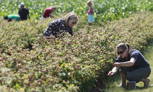 Good raspberry  picking at the Boonstra Farms in Stonewall Mb. Monday. At right is Michelle Dagenais with her mother-in-law Solange Bisaillon gather raspberries.   Ashley Prest story Wayne Glowacki / Winnipeg Free Press July 28  2014