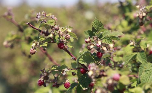 Good raspberry  picking at the Boonstra Farms in Stonewall Mb. Monday.   Ashley Prest story Wayne Glowacki / Winnipeg Free Press July 28  2014