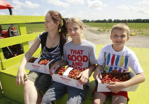 Good strawberry picking at the Boonstra Farms in Stonewall Mb. Monday.  From left, Tanya Bundy with her sons Dillon and Lucas catch a  ride back from the field with their strawberries.  Ashley Prest story Wayne Glowacki / Winnipeg Free Press July 28  2014