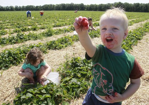 Good strawberry picking at the Boonstra Farms in Stonewall Mb. Monday.  Callen,2, was out helping pick strawberries with his sisters and  mom Lindsey Mitton.  Ashley Prest story Wayne Glowacki / Winnipeg Free Press July 28  2014