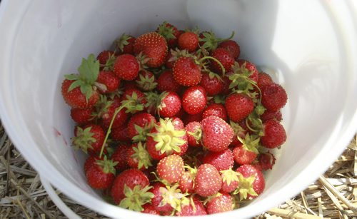 Good strawberry picking at the Boonstra Farms in Stonewall Mb. Monday. Ashley Prest story Wayne Glowacki / Winnipeg Free Press July 28  2014