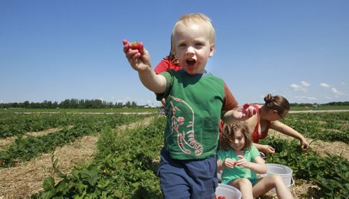 Good strawberry picking at the Boonstra Farms in Stonewall Mb. Monday.  Callen,2, was out helping pick strawberries with his sisters (green shirt is Adrianna,4 and Elora,6, in the red shirt) and  mom Lindsey Mitton.  Ashley Prest story Wayne Glowacki / Winnipeg Free Press July 28  2014