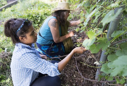 Jazmin Alfaro works with West Broadway Community Organization to help revitalize Spirit Park's garden on Tuesday. Sarah Taylor / Winnipeg Free Press July 29, 2014