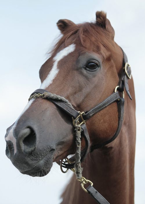 July 29, 2014 - 140729  -  Dixie Mission, who was born pre-maturely and whose ears didn't develop, is photographed at Assiniboia Downs in Winnipeg Tuesday, July 29, 2014. Dixie Mission is trained by Shelley Brown.  John Woods / Winnipeg Free Press